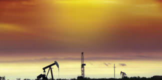 bigstock Wildcat 5129484 cmyk