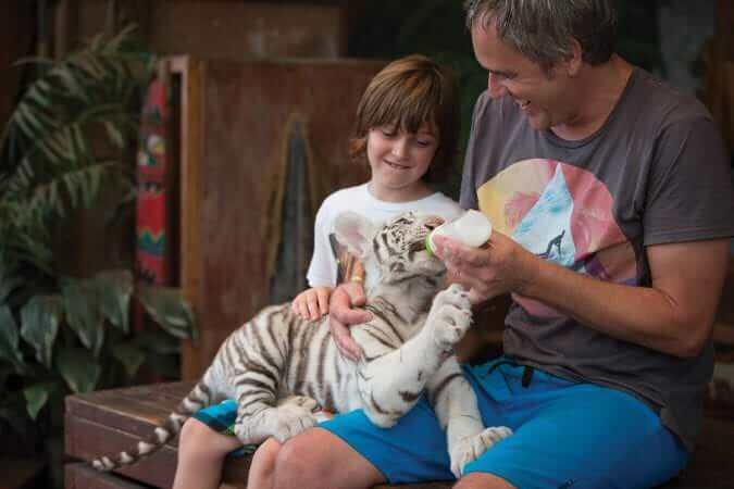 Baby tiger Credit Jungle Island