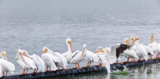 AmericanWhitePelican.MitchellLakeAudubonCenter SeanFitzgerald 141018 6955