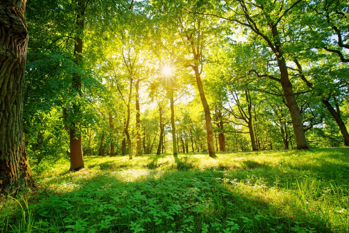 EPA Regulation Rollbacks and the Fossil Fuel Industry EPA Regulation Rollbacks and the Fossil Fuel Industry