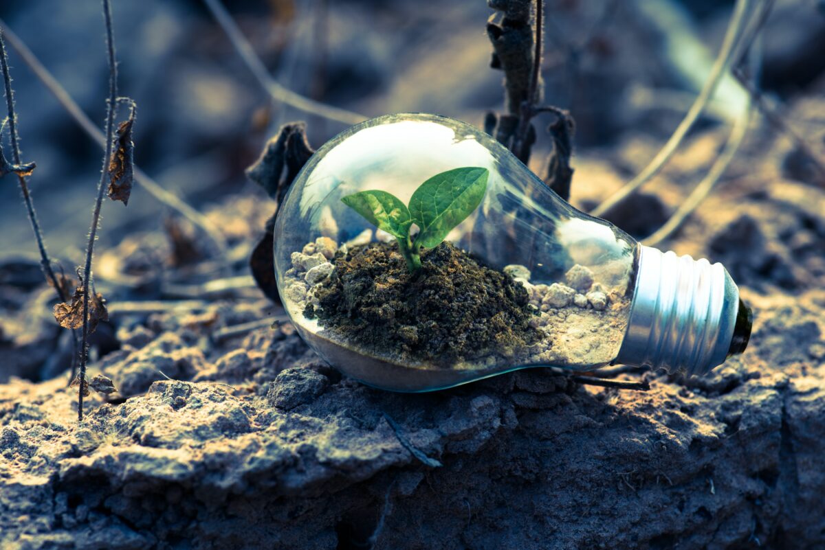 lightbulb with green plant growing inside for article on green energy